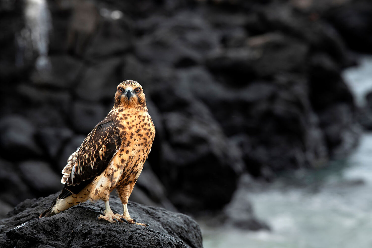 PlaceholderImage1302